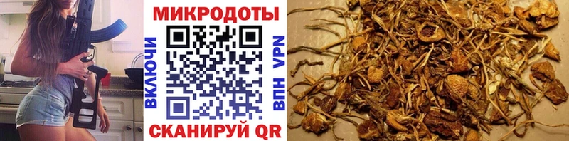 Псилоцибиновые грибы Psilocybine cubensis  закладки  Хилок 